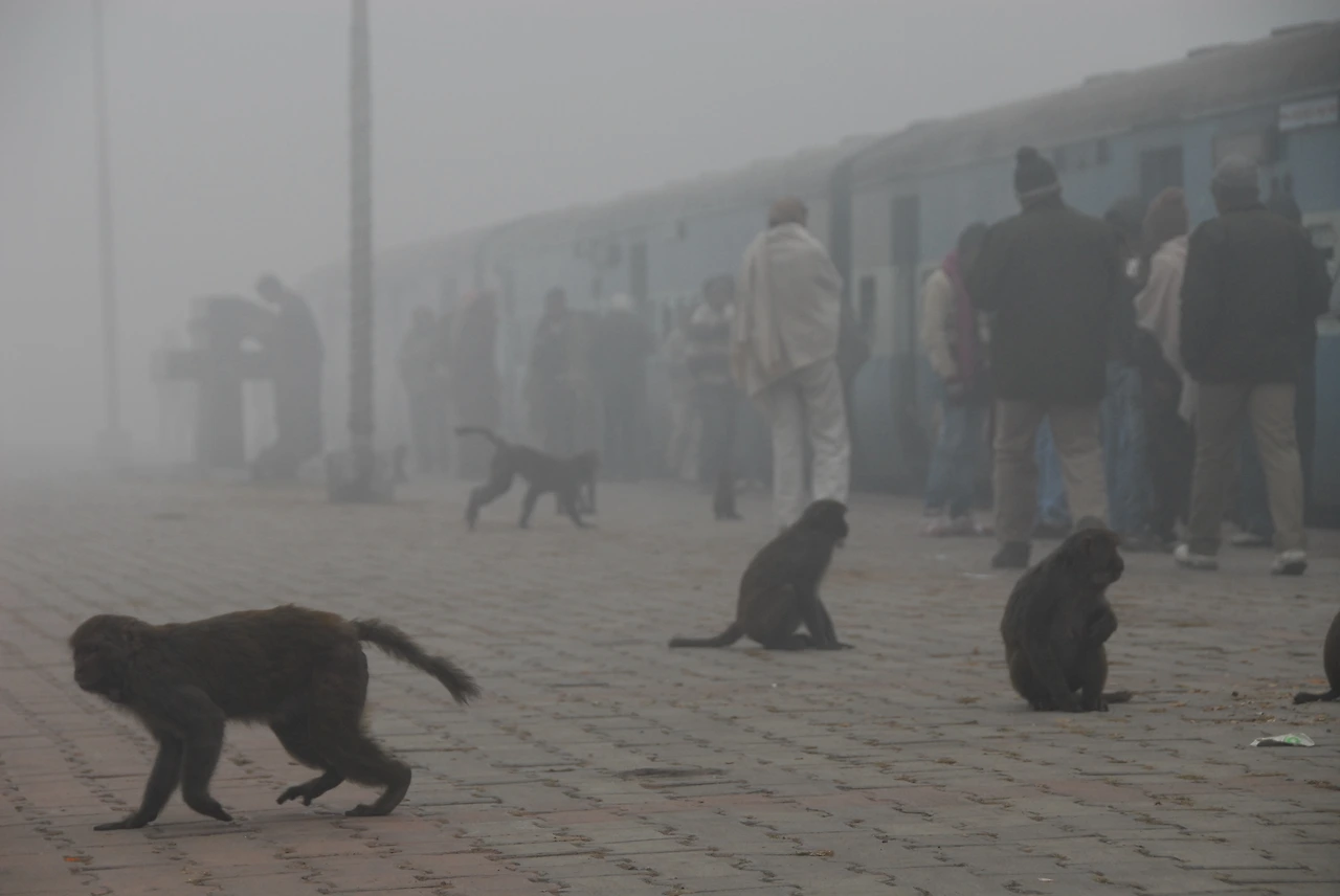 124 DSC_0475 아그라행 중간 역 원숭이. 이른 아침 ㅉ(병석) ㅉ.JPG