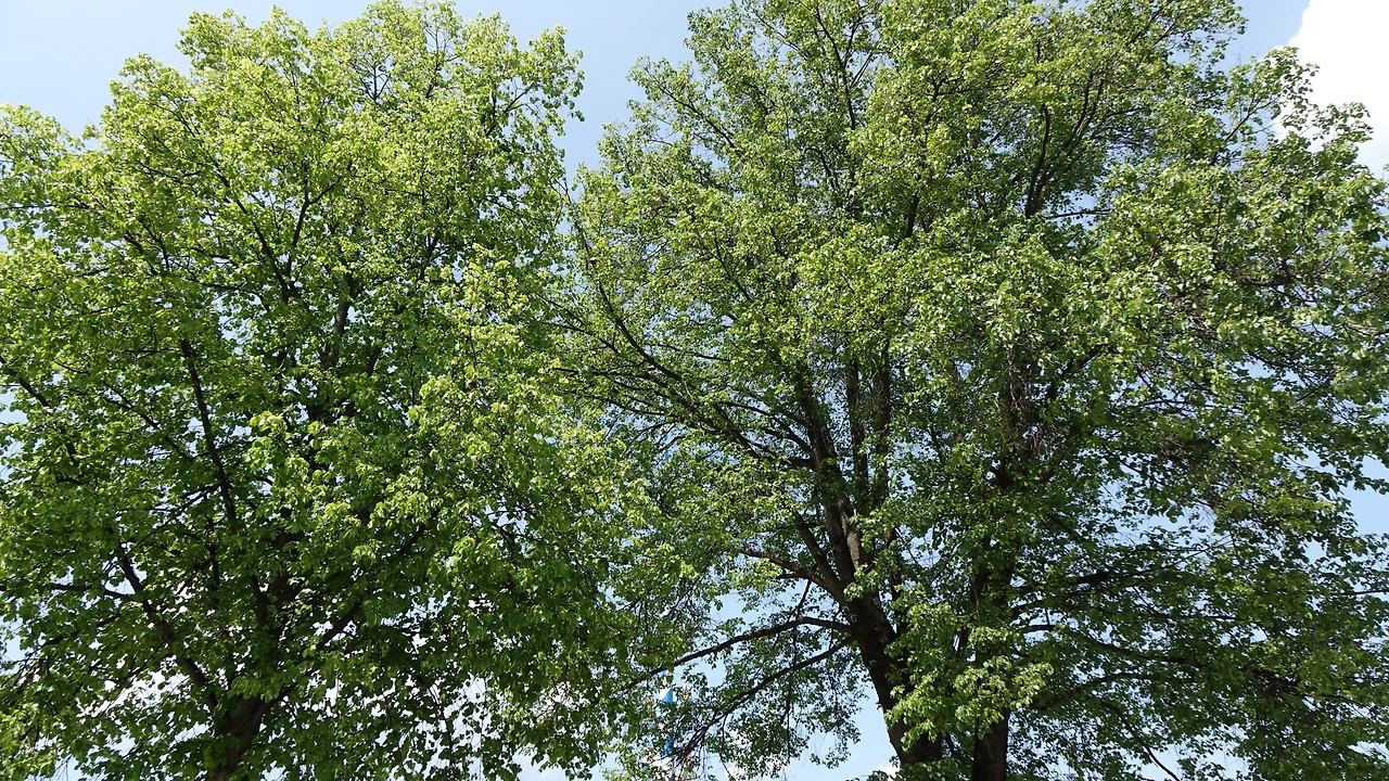 DSC06026 미텐발트 보리수.JPG