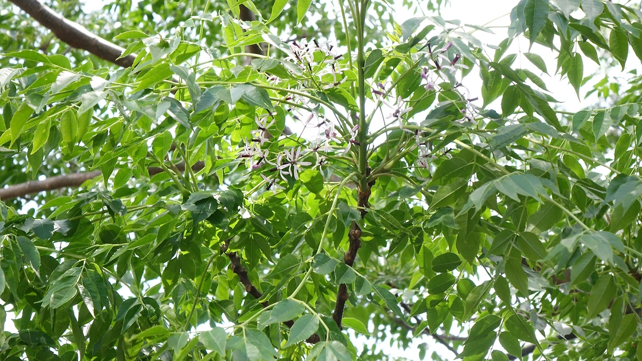 DSC06910 멀구슬나무 꽃과 잎 카멜리아힐.JPG