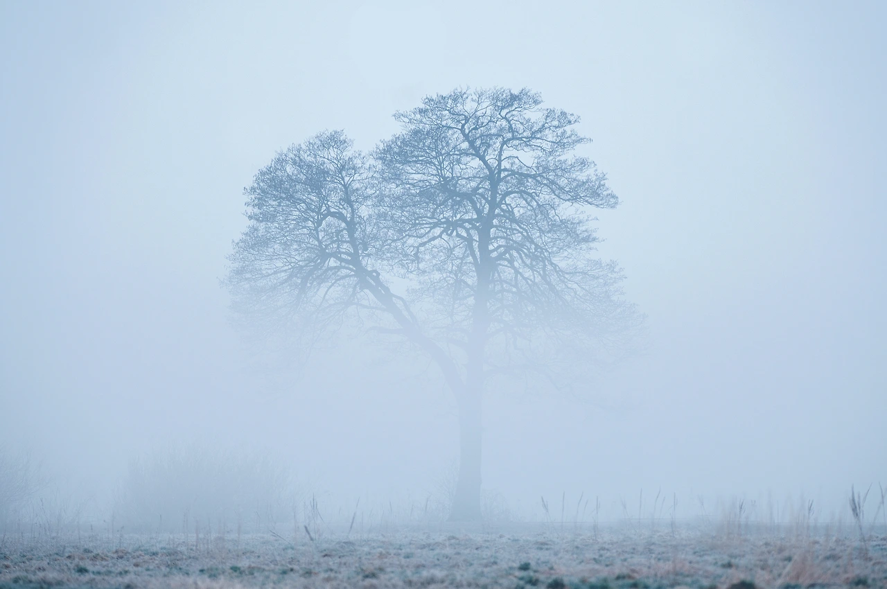alone-tree-rising-from-a-fog-in-early-foggy-winte-2023-11-27-05-06-38-utc.JPG