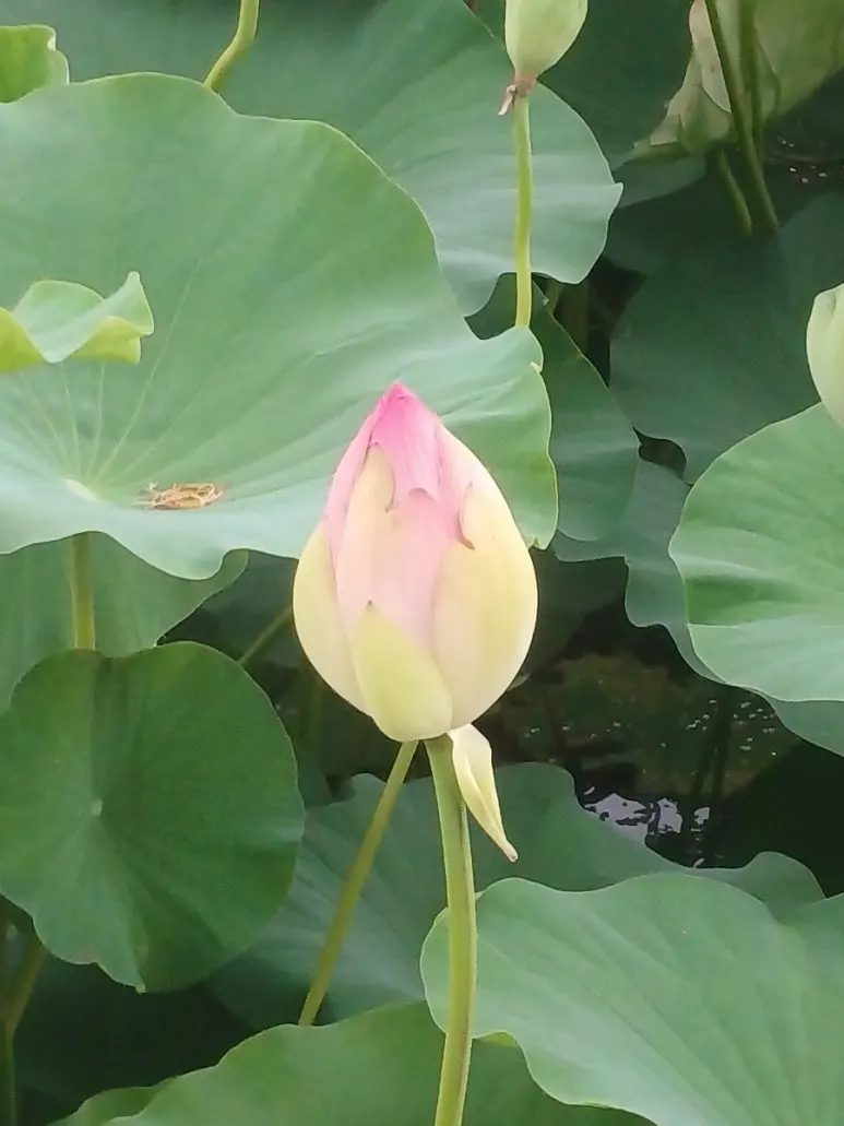 20240706%EF%BC%BF173501.jpg?type=w773