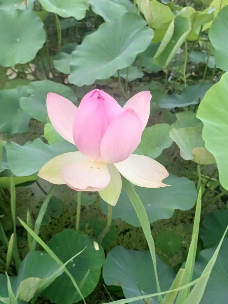 20240702%EF%BC%BF062317.jpg?type=w773