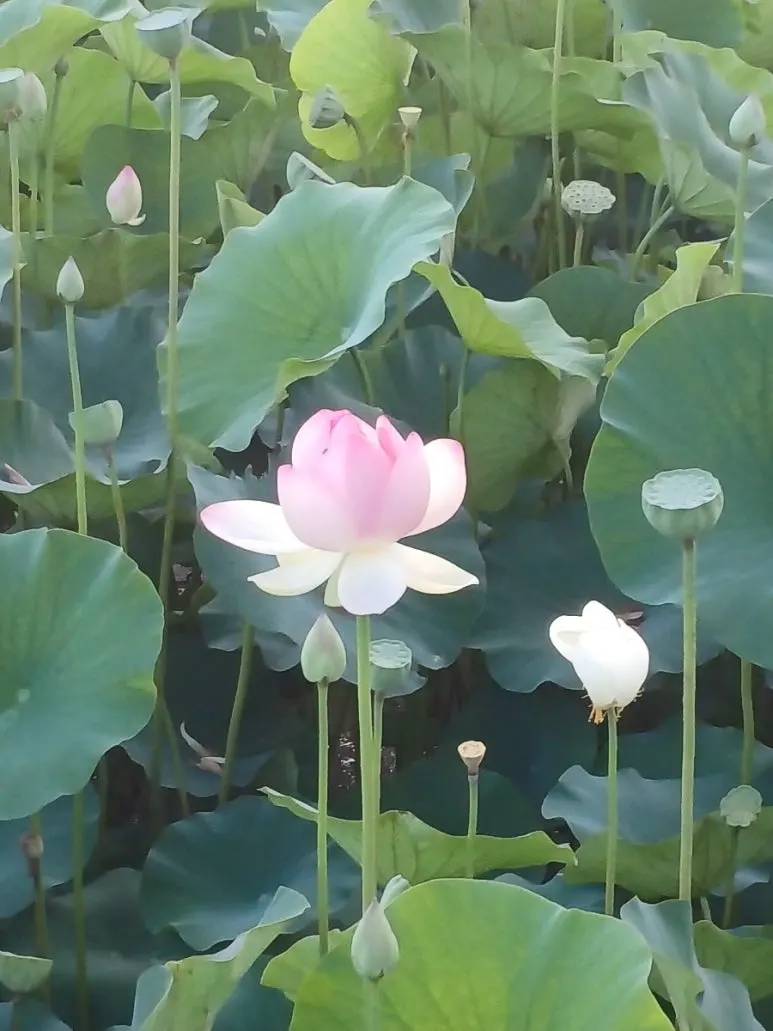 20240715%EF%BC%BF062002.jpg?type=w773