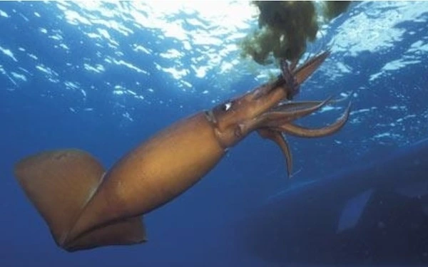 오징어먹물.jfif