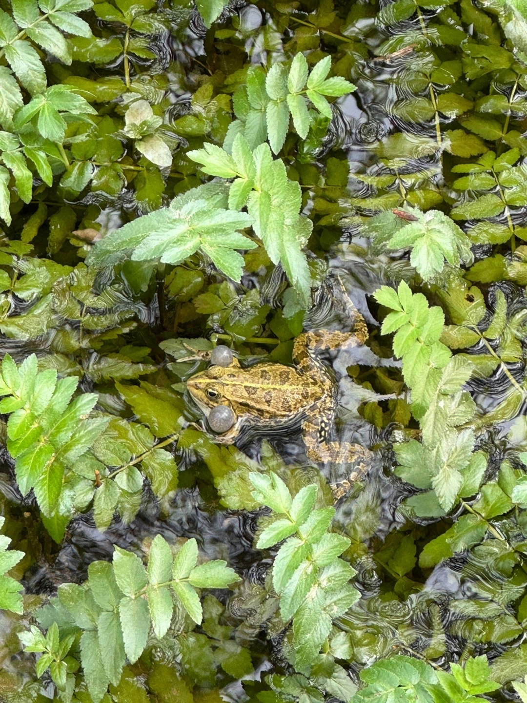 KakaoTalk_Photo_2024-11-27-19-19-57 008.jpeg