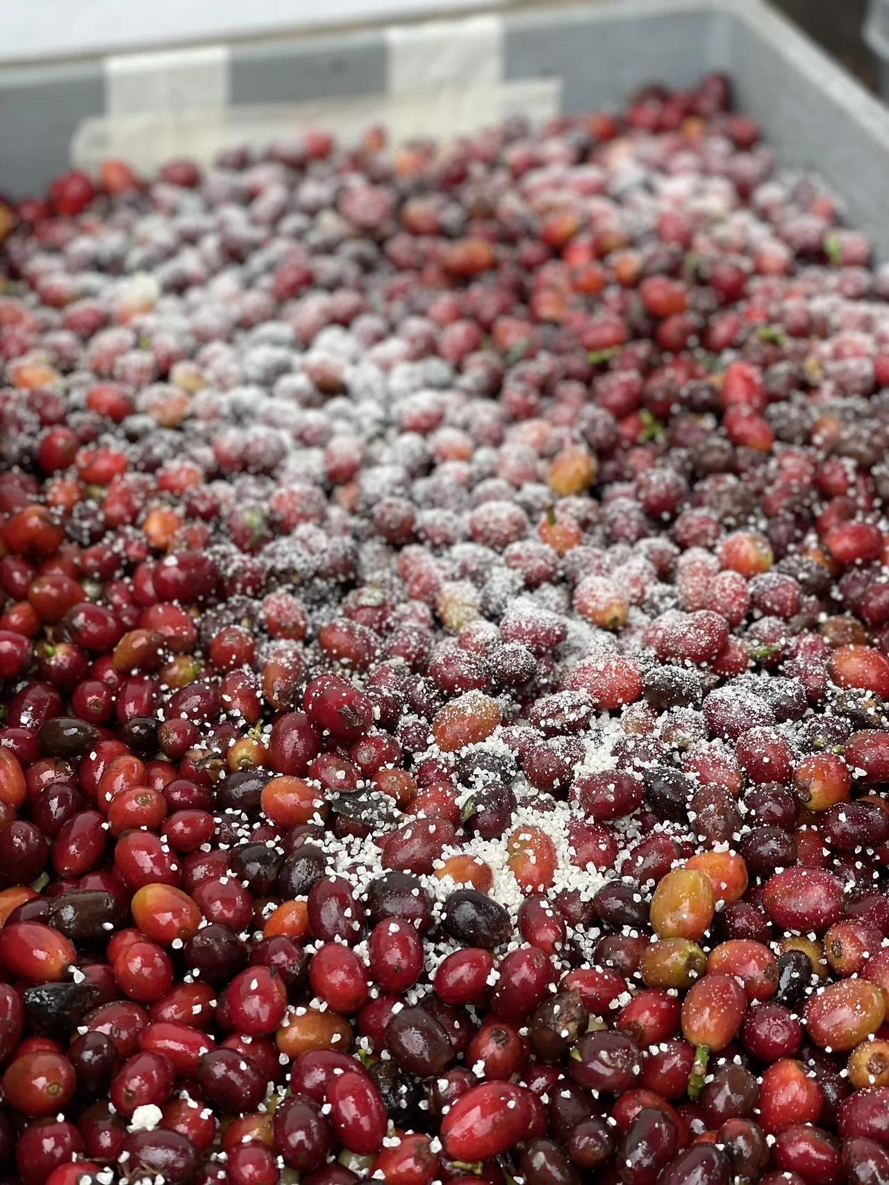 IMG_E4840-scaled.jpg?fit=1920%2C2560&ssl=1