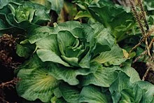 케르 겔렌 양배추.jfif