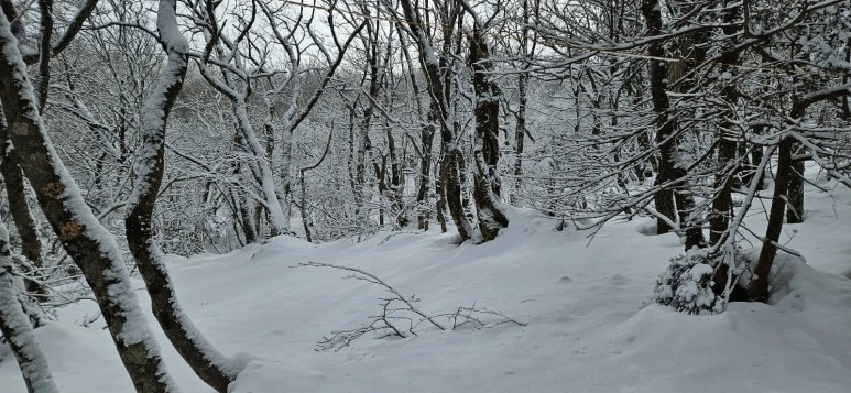 KakaoTalk_20240104_062838000.jpg?type=w773