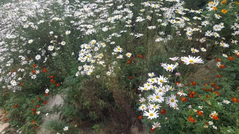 KakaoTalk_20240328_065303285.jpg?type=w773&jopt=2