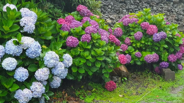 KakaoTalk_20240624_064329550_03.jpg?type=w773