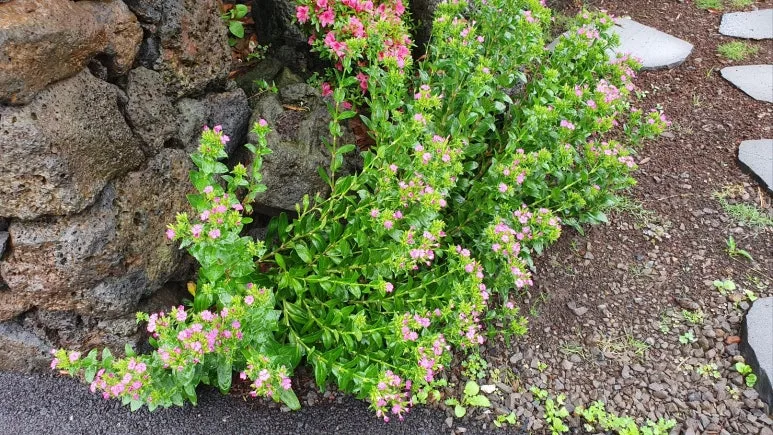 KakaoTalk_20250614_171658366_04.jpg?type=w773