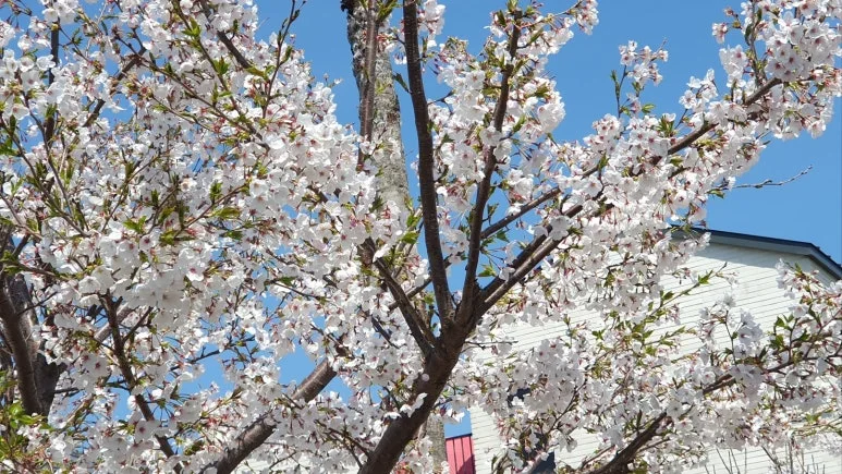 KakaoTalk_20250410_052948972_01.jpg?type=w773