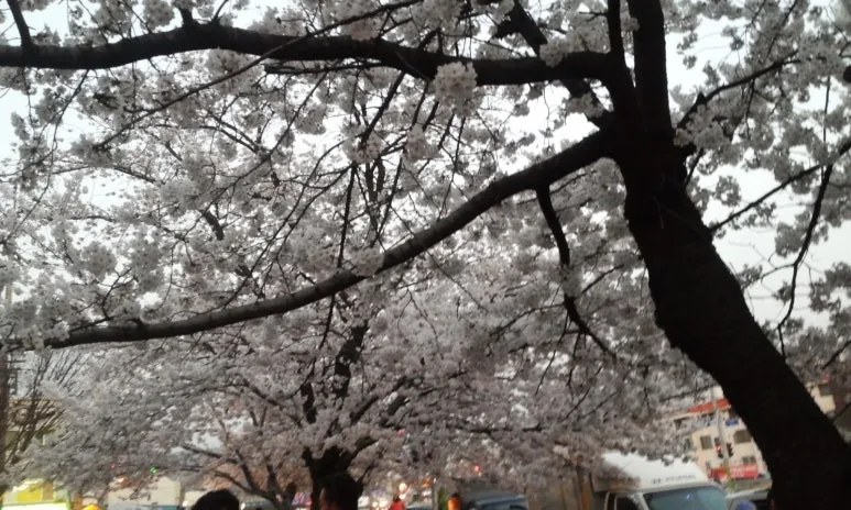 KakaoTalk_20240316_065654862.jpg?type=w773&jopt=2