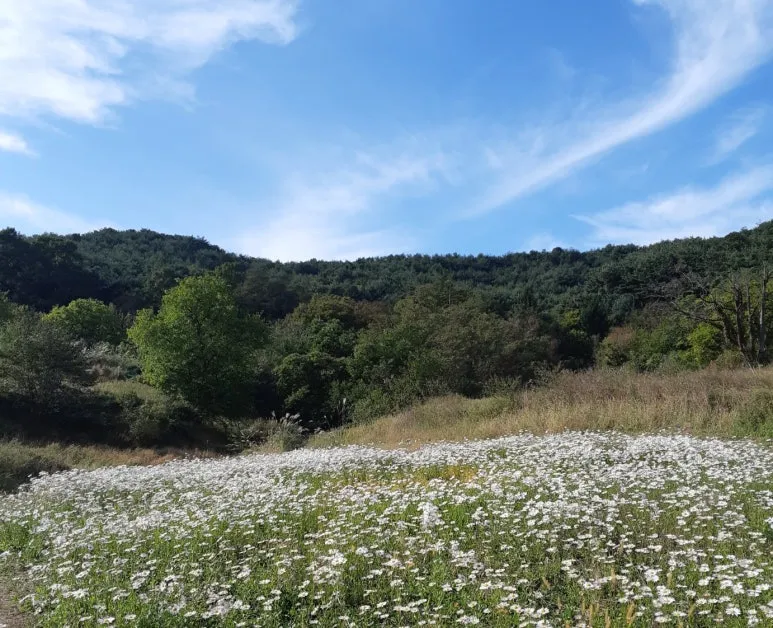 SE-92839608-2b3f-4fb8-a86f-de5f56eaa7c9.jpg?type=w773&jopt=2