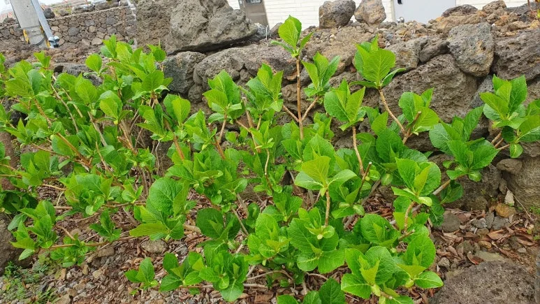 KakaoTalk_20250327_185810057_03.jpg?type=w773