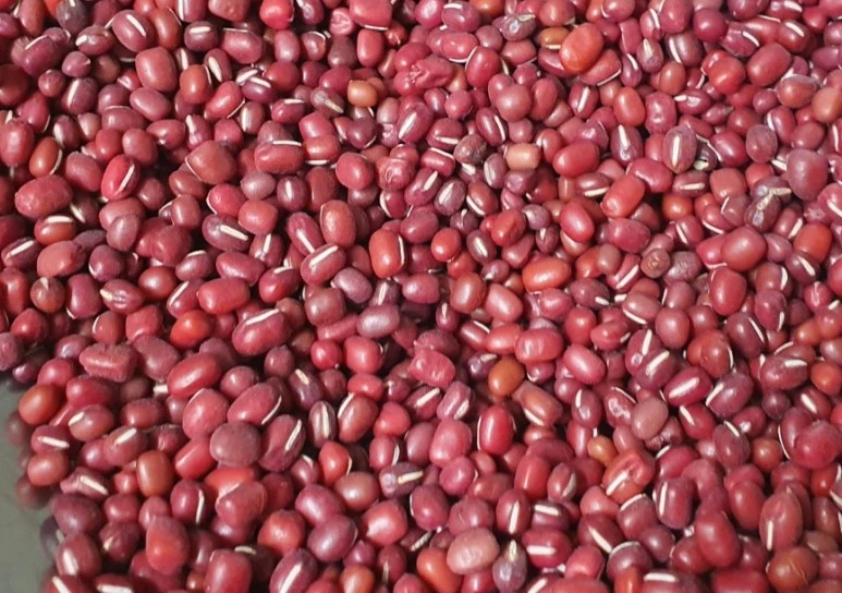 SE-a2e79942-f7b7-4da6-8363-6071490c9242.jpg?type=w773