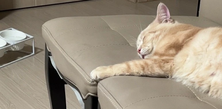 SE-c45395de-b8fb-42b4-83a5-55e2db3a577f.jpg?type=w773