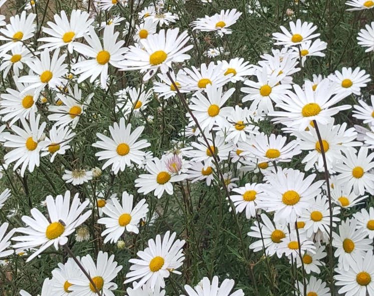 SE-a3f98542-437f-4af9-8ae8-99cadc3ccbc0.jpg?type=w773&jopt=2