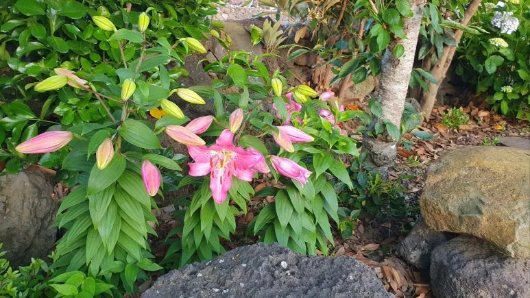 KakaoTalk_20250607_205121638_01.jpg?type=w773