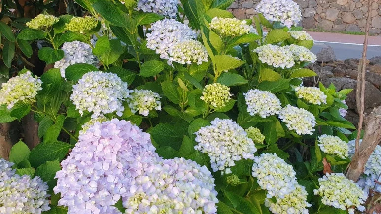 KakaoTalk_20250607_205121638_02.jpg?type=w773