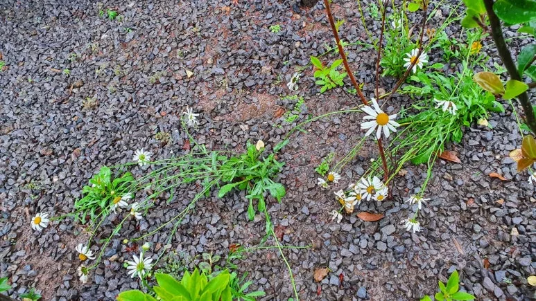 KakaoTalk_20240624_064329550_07.jpg?type=w773