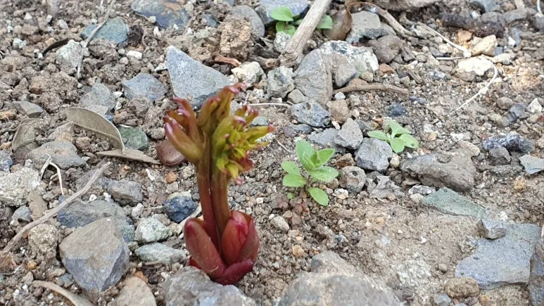 KakaoTalk_20250410_055731064_03.jpg?type=w773