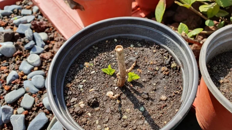 KakaoTalk_20250403_193045417_01.jpg?type=w773