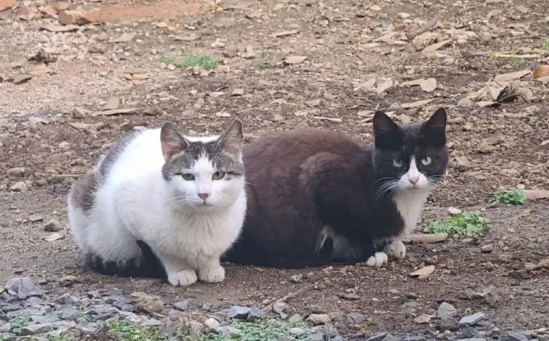 %EB%91%90%EB%A7%88%EB%A6%AC_%EA%B3%A0%EC%96%91%EC%9D%B4.jpg?type=w773