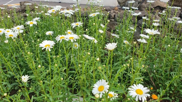 KakaoTalk_20250425_194317758_02.jpg?type=w773