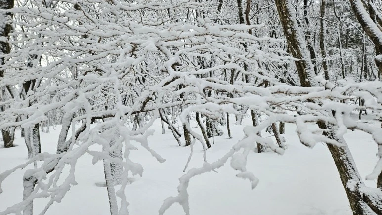 KakaoTalk_20240104_063211976.jpg?type=w773