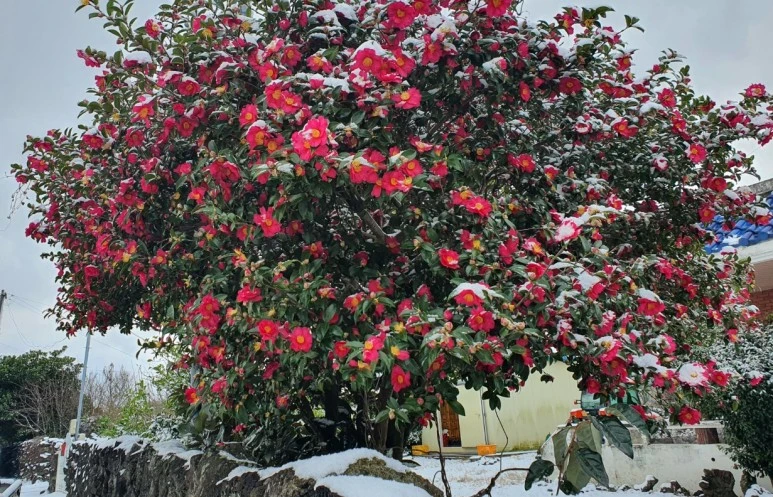 SE-8bda8da1-64e4-4683-83df-a38cc30cc48c.jpg?type=w773