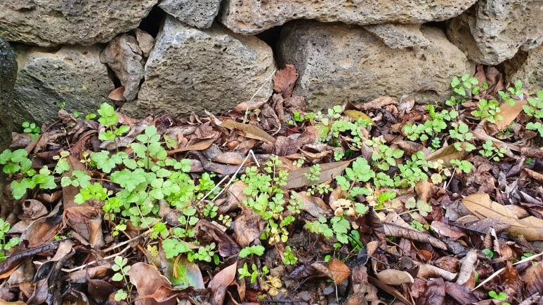 KakaoTalk_20240225_074728988_17.jpg?type=w773