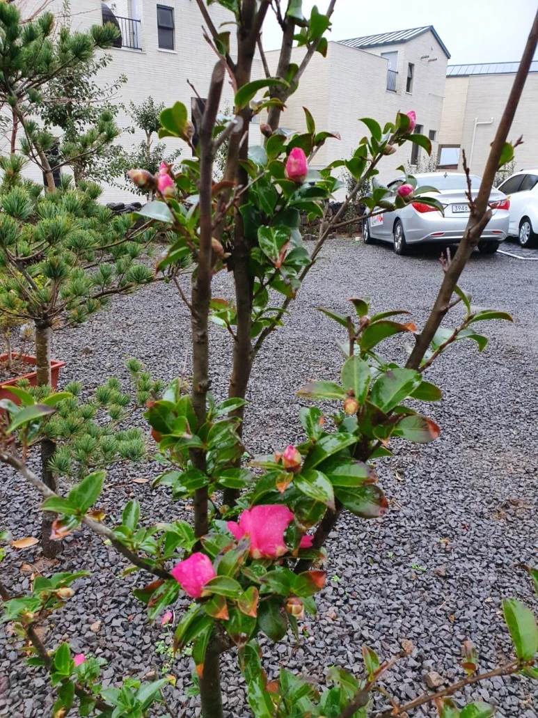 KakaoTalk_20231215_105210511.jpg?type=w773