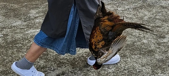 SE-5fdfbc0e-a896-4c6a-b1a2-8aacb47ccbc4.jpg?type=w1