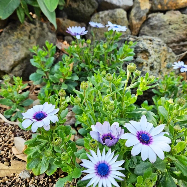 KakaoTalk_20240309_070737111_04.jpg?type=w773