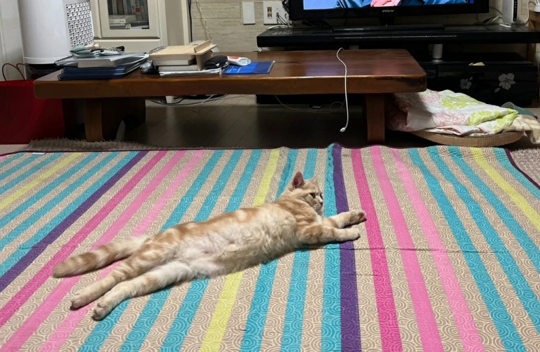 SE-e18c42f3-556d-4d67-bf97-0ba5daecebcb.jpg?type=w773