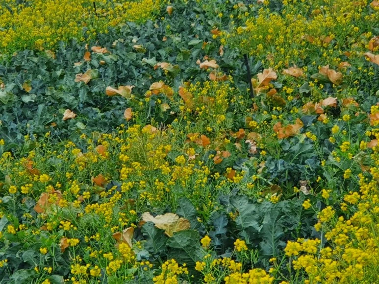 KakaoTalk_20240122_095828427_10.jpg?type=w773