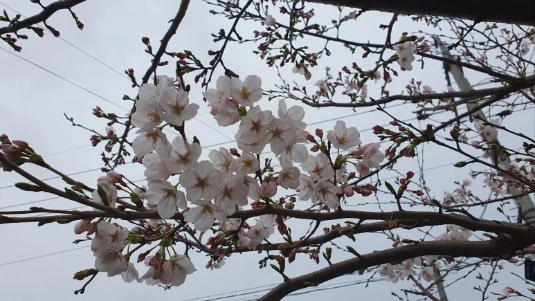 KakaoTalk_20250327_185810057_02.jpg?type=w773