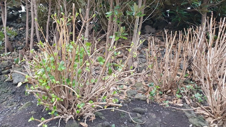 KakaoTalk_20240225_074728988_03.jpg?type=w773