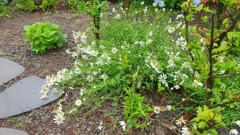 KakaoTalk_20250614_171658366_01.jpg?type=w773