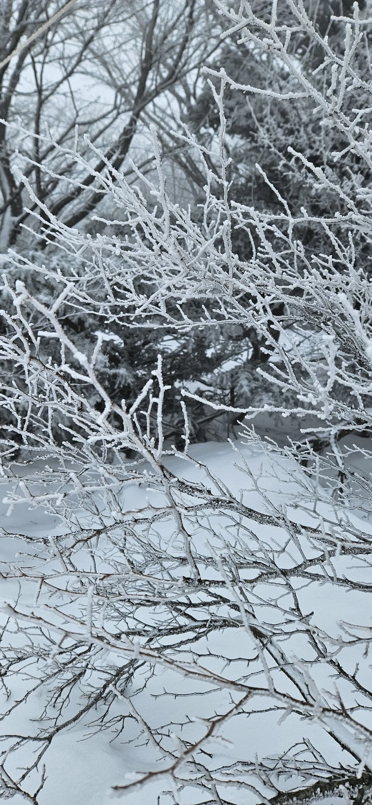 KakaoTalk_20240104_064914989.jpg?type=w773