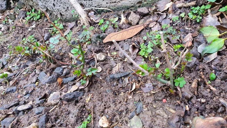 KakaoTalk_20240225_074728988_02.jpg?type=w773