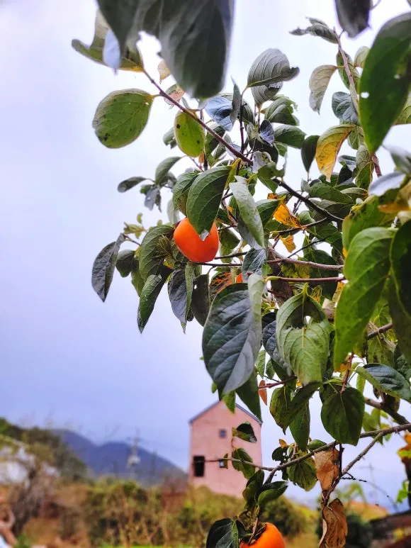 SE-5dc2c683-6ed5-4e1d-bb01-8089056987ef.jpg?type=w580