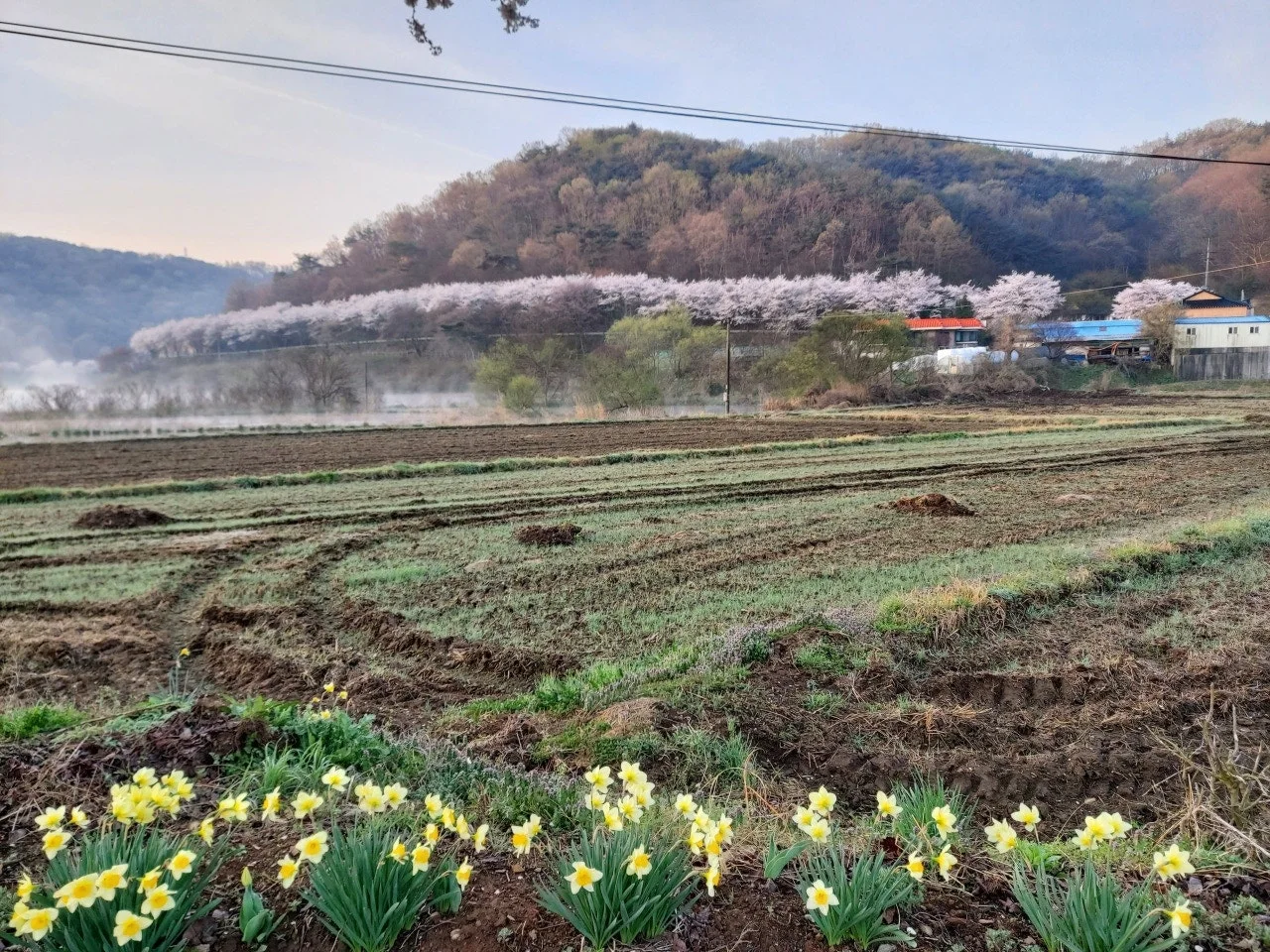 수선화와 벚꽃.jfif