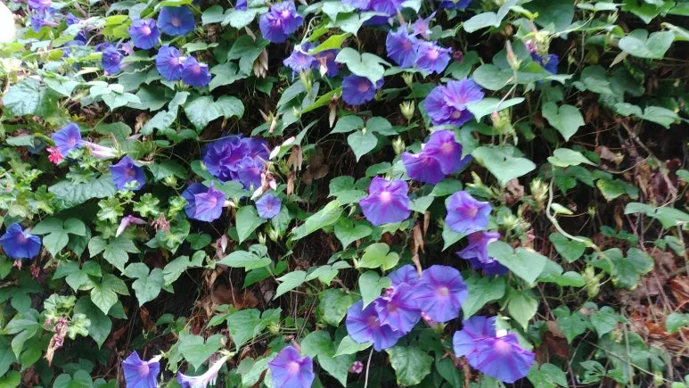 20180815_122655.jpg?type=w773