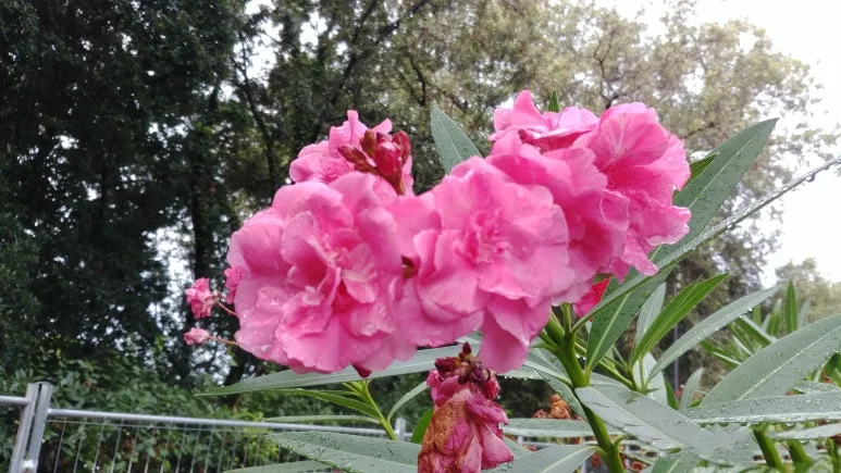 20180815_101157.jpg?type=w773