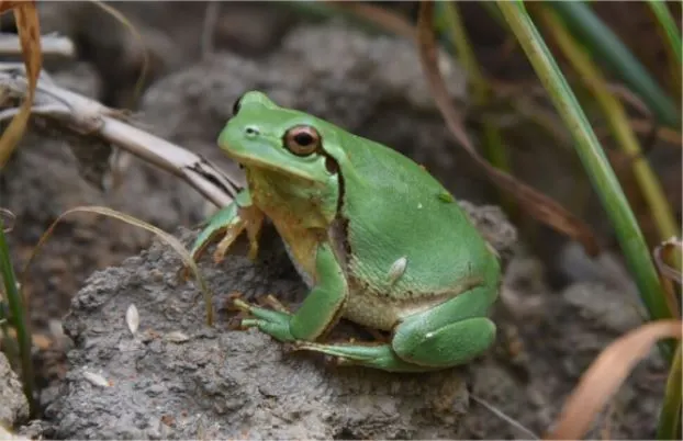 %EC%B2%AD%EA%B0%9C%EA%B5%AC%EB%A6%AC.JPG?type=w773