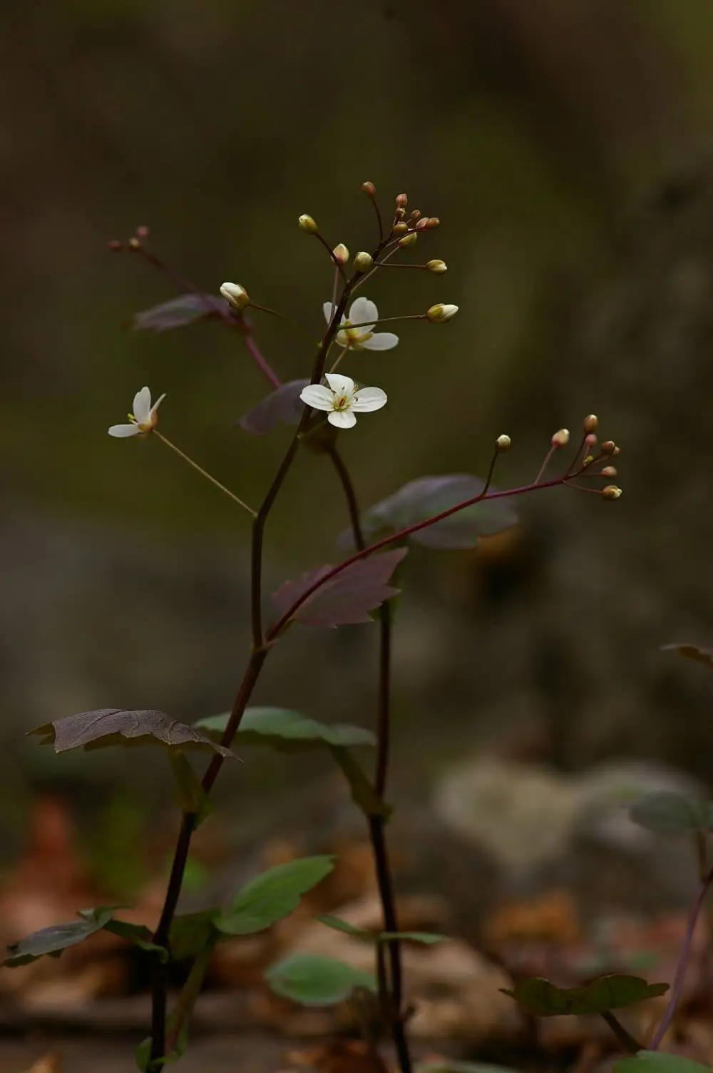 444481493_7996612810382793_665447014504919031_n.jpg?_nc_cat=105&ccb=1-7&_nc_sid=5f2048&_nc_ohc=q1DMrVDXLQAQ7kNvgETFQ6d&_nc_ht=scontent-ssn1-1.xx&oh=00_AYDOgKvBOTLBS8-GOpMfu4dgqGTao2Ghs4TOCQDqmrxeUw&oe=66681043