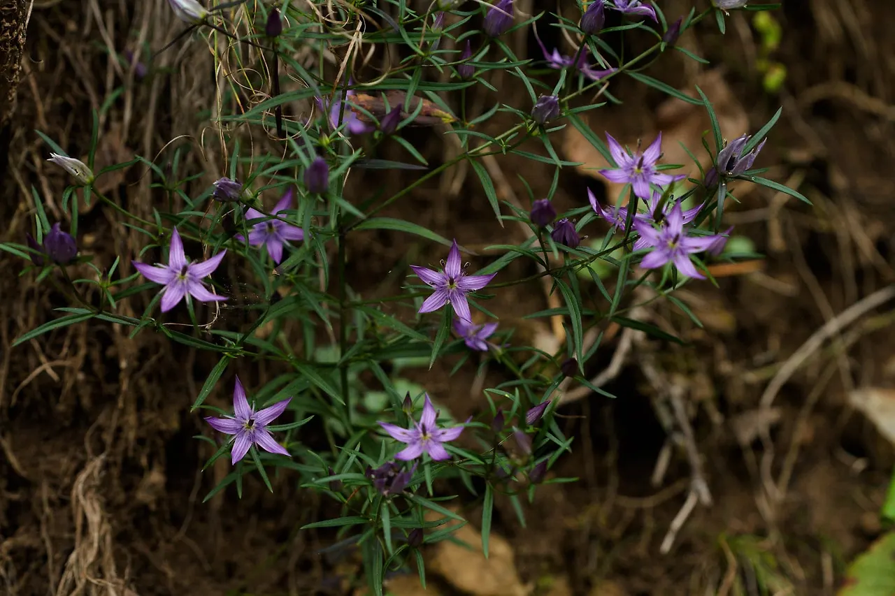 454041552_8367896373254433_2147533680515496278_n.jpg?_nc_cat=108&ccb=1-7&_nc_sid=127cfc&_nc_ohc=yMgBbMKID0kQ7kNvgGxEGC8&_nc_ht=scontent-ssn1-1.xx&_nc_gid=AuGnklOLqIdJOirhcjQwxxs&oh=00_AYAhRO2CrvAPCpbteM2MdMRUKRBWD_1uLdFG3ruHJ2hMPA&oe=66FE7E2A