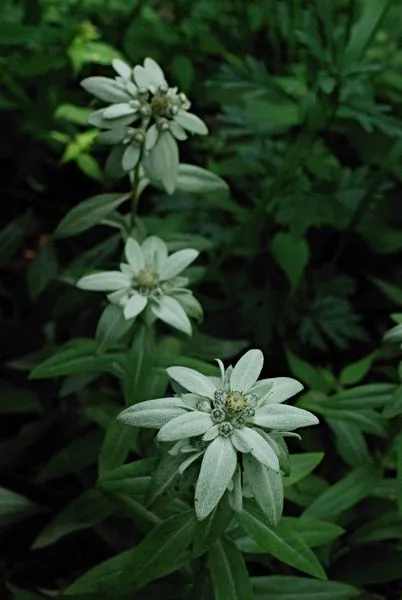 453484950_8325906924120045_3203429567469753688_n.jpg?stp=dst-jpg_s600x600&_nc_cat=107&ccb=1-7&_nc_sid=127cfc&_nc_ohc=ffTghiz-K_8Q7kNvgGz98xx&_nc_ht=scontent-ssn1-1.xx&_nc_gid=AGXJfqGR84aGmGz2lUmNpjT&oh=00_AYAiaHfhcFK1ZR81ubBY4O5bFh_mb41DZoE-EV7SjbvMkw&oe=66FE811A